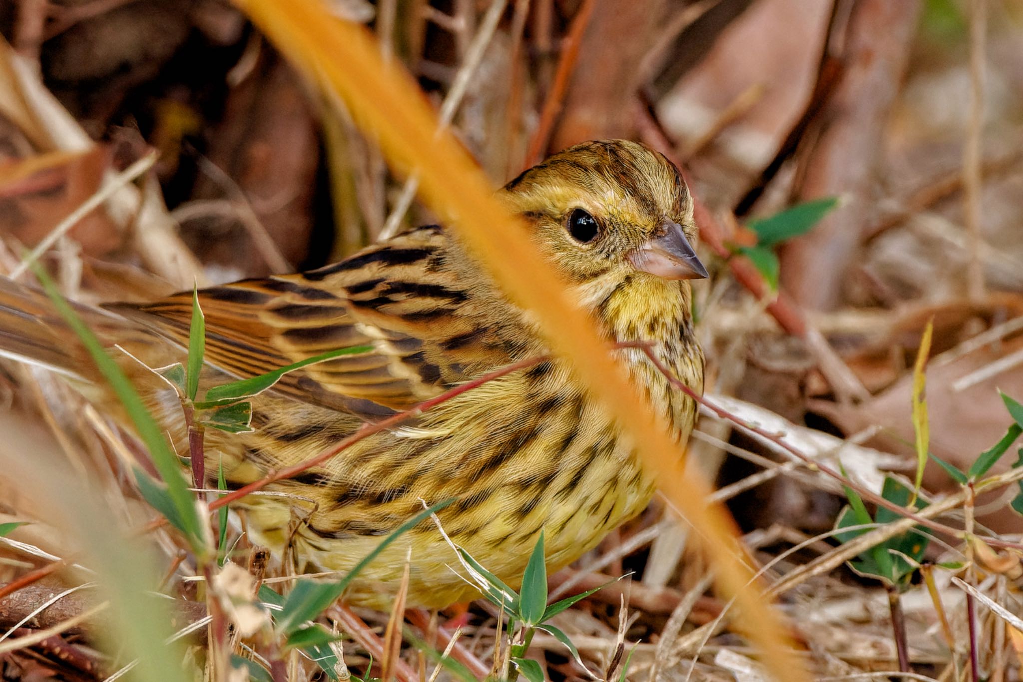 Masked Bunting