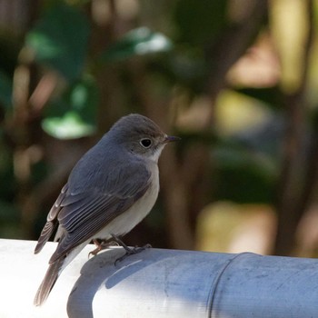 2016年12月30日(金) 岐阜公園の野鳥観察記録