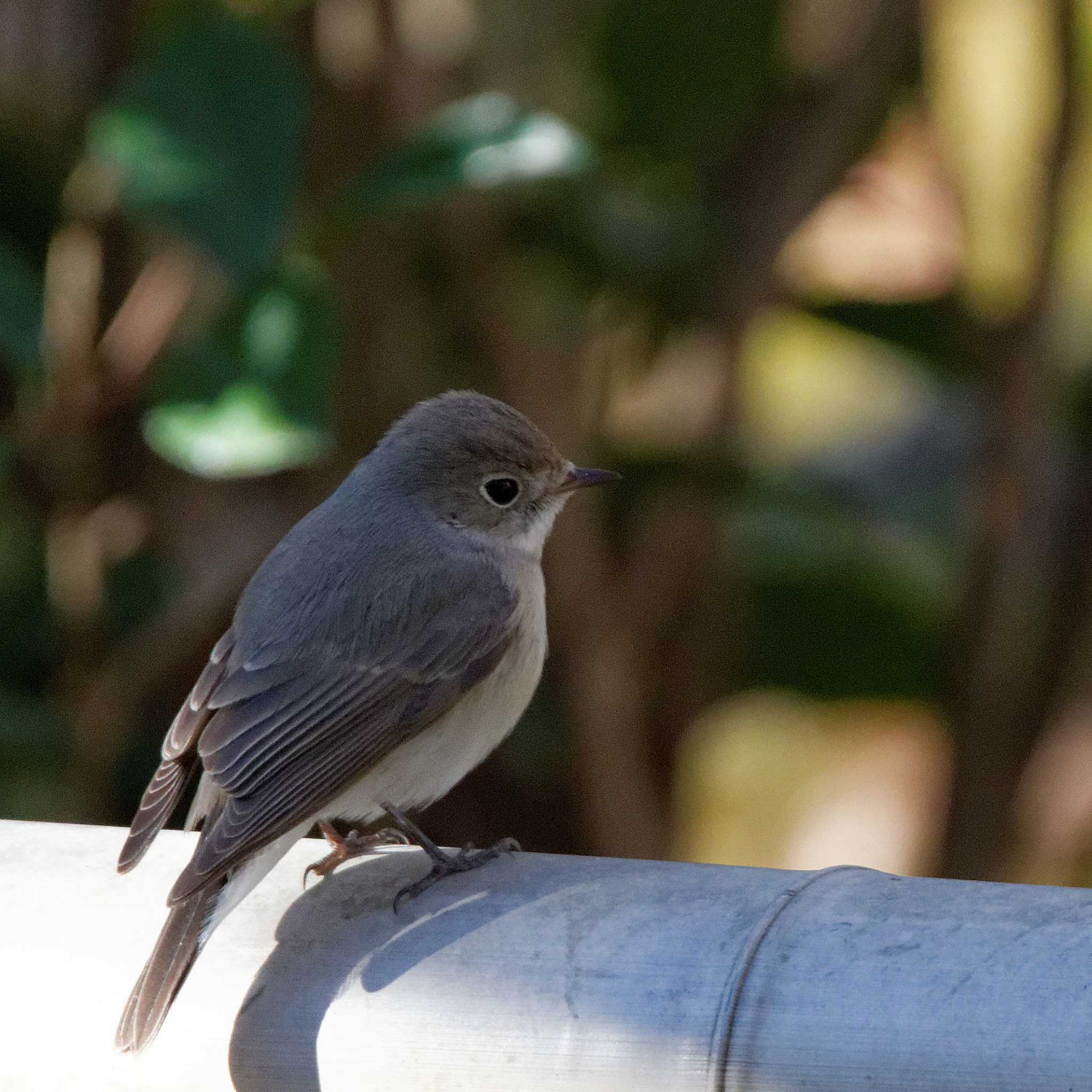 Red-breasted Flycatcher