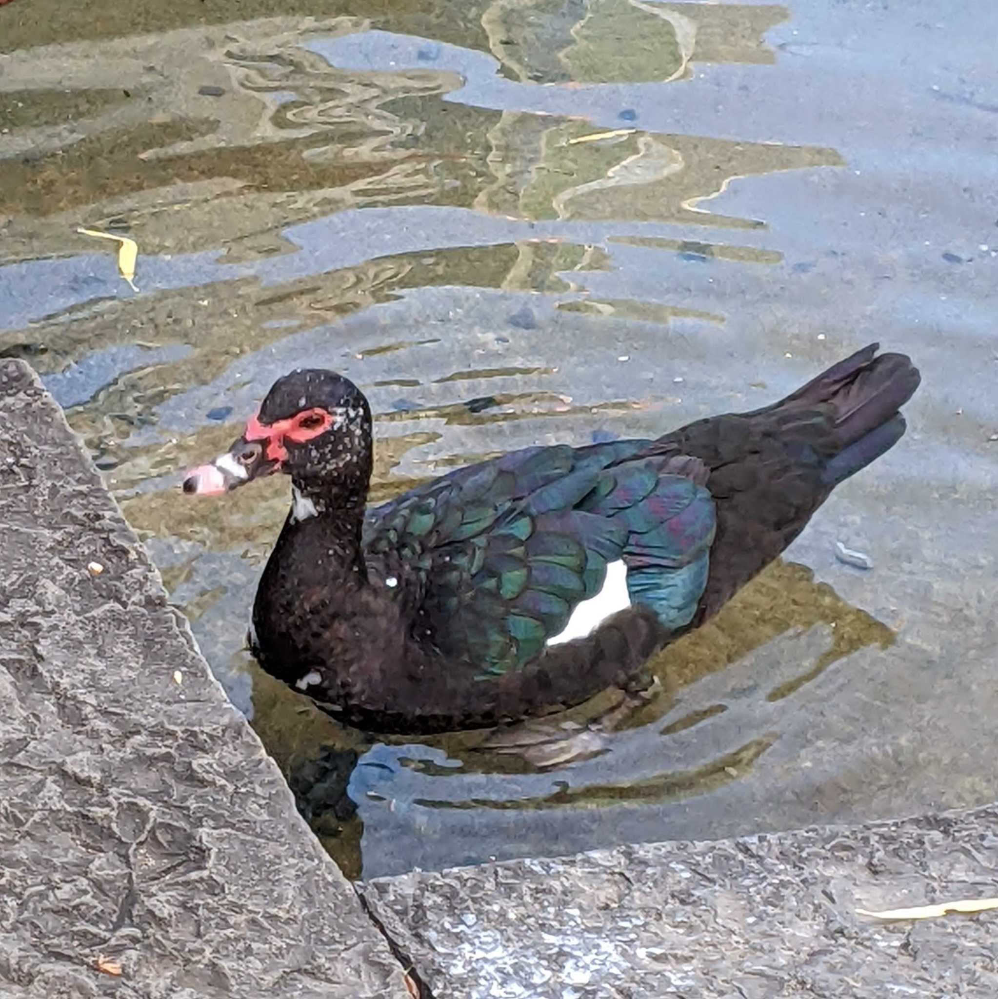 檜町公園(東京ミッドタウン) ノバリケンの写真 by たむやま