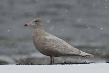 Glaucous Gull Notsuke Peninsula Sat, 12/16/2023