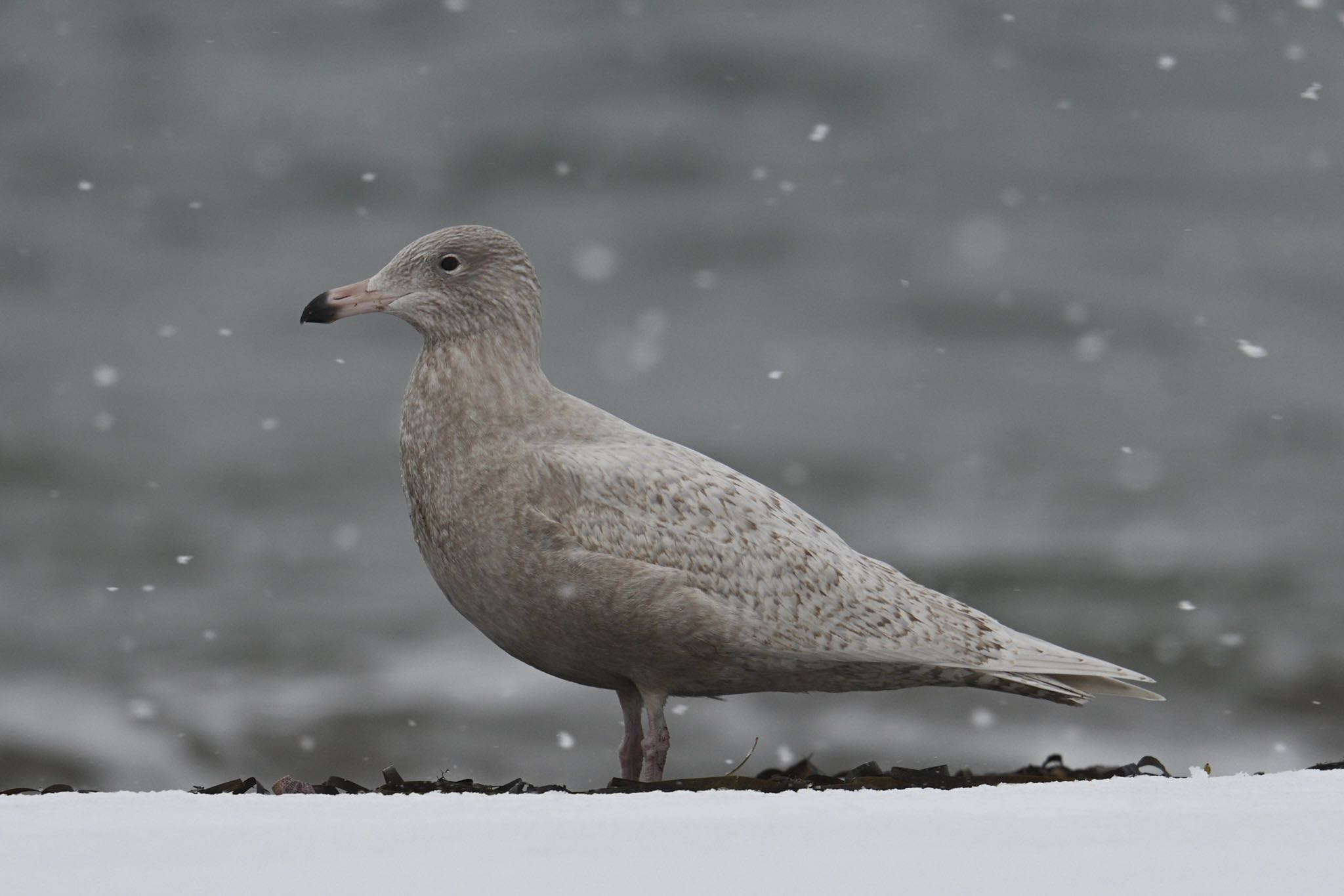 Glaucous Gull