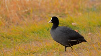 オオバン 佐鳴湖 2023年12月10日(日)