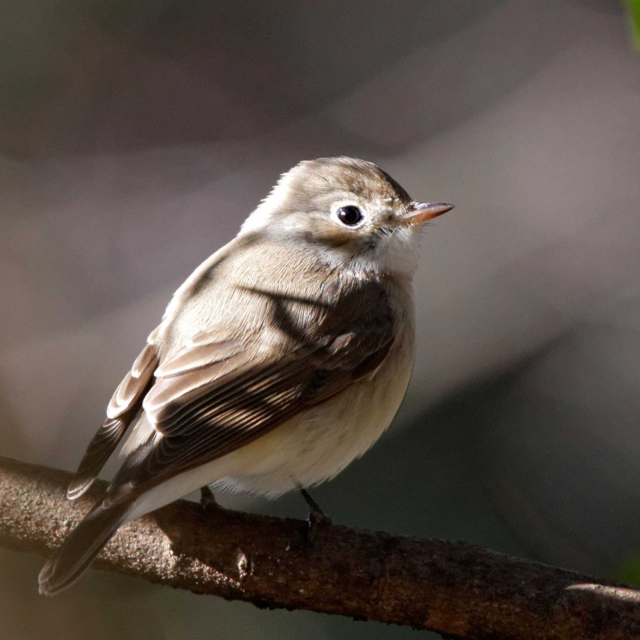 Photo of Red-breasted Flycatcher at 岐阜公園 by herald