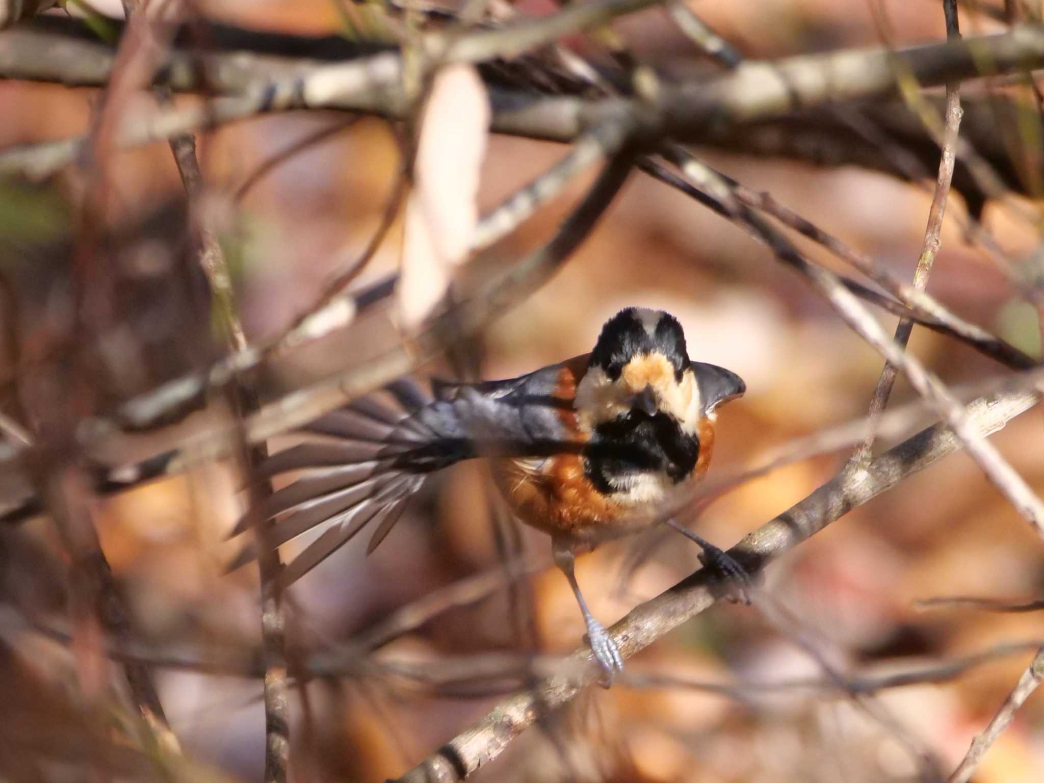 最良の日なり・・。 by little birds