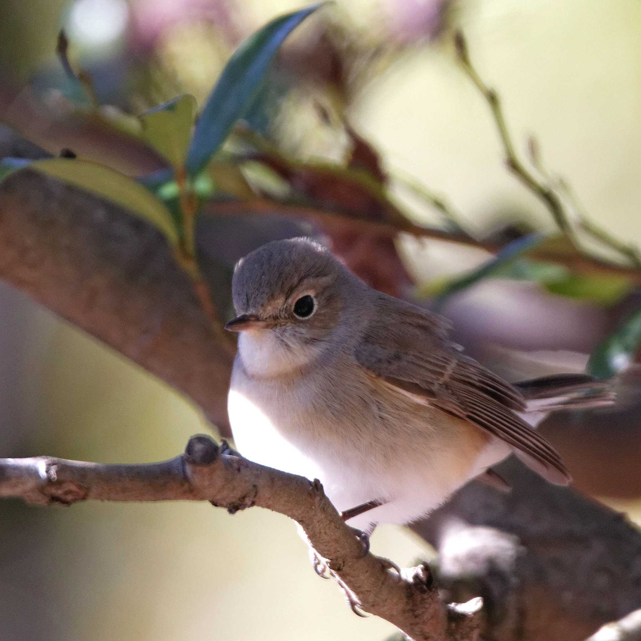 Red-breasted Flycatcher