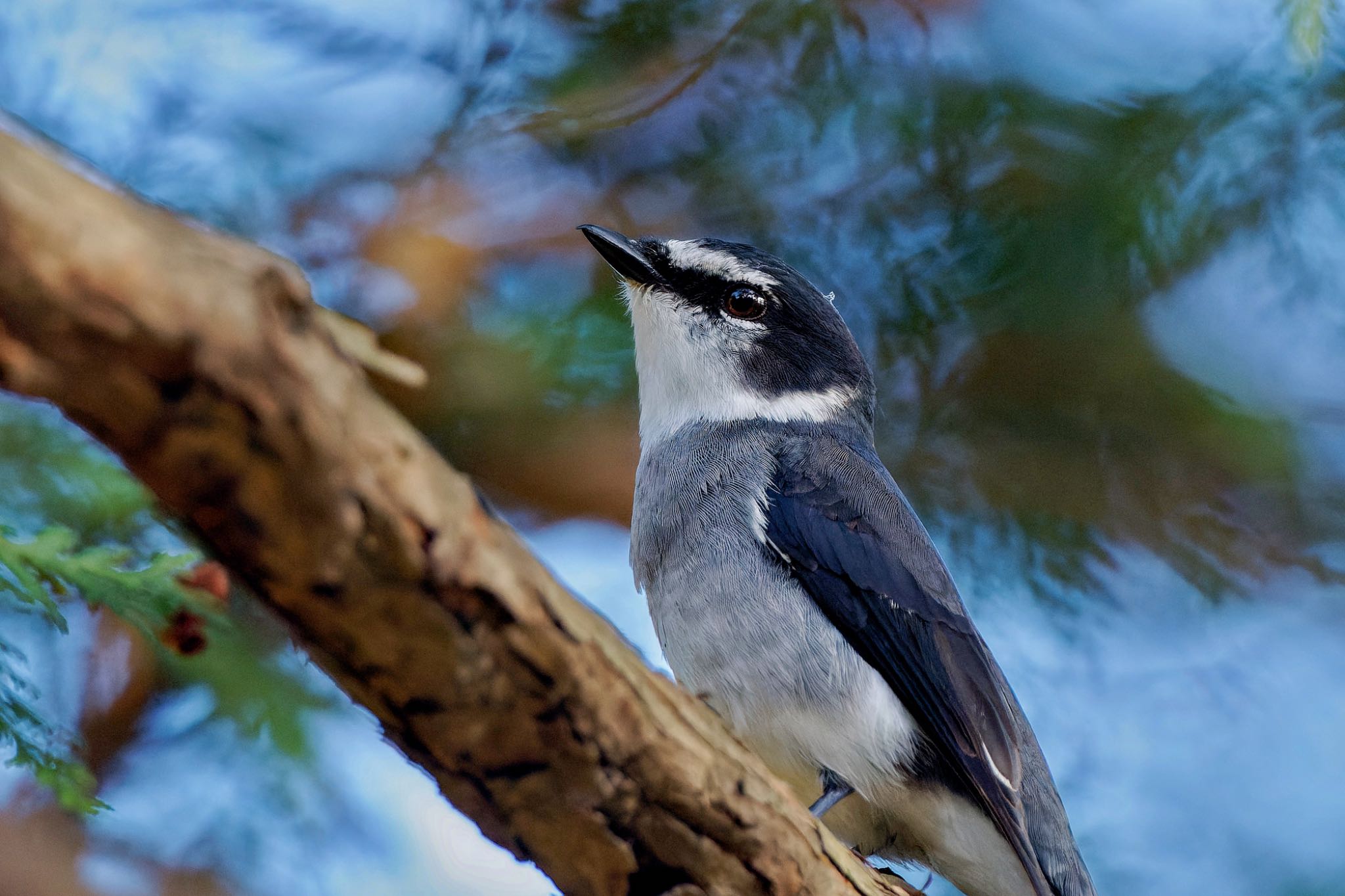 Ryukyu Minivet