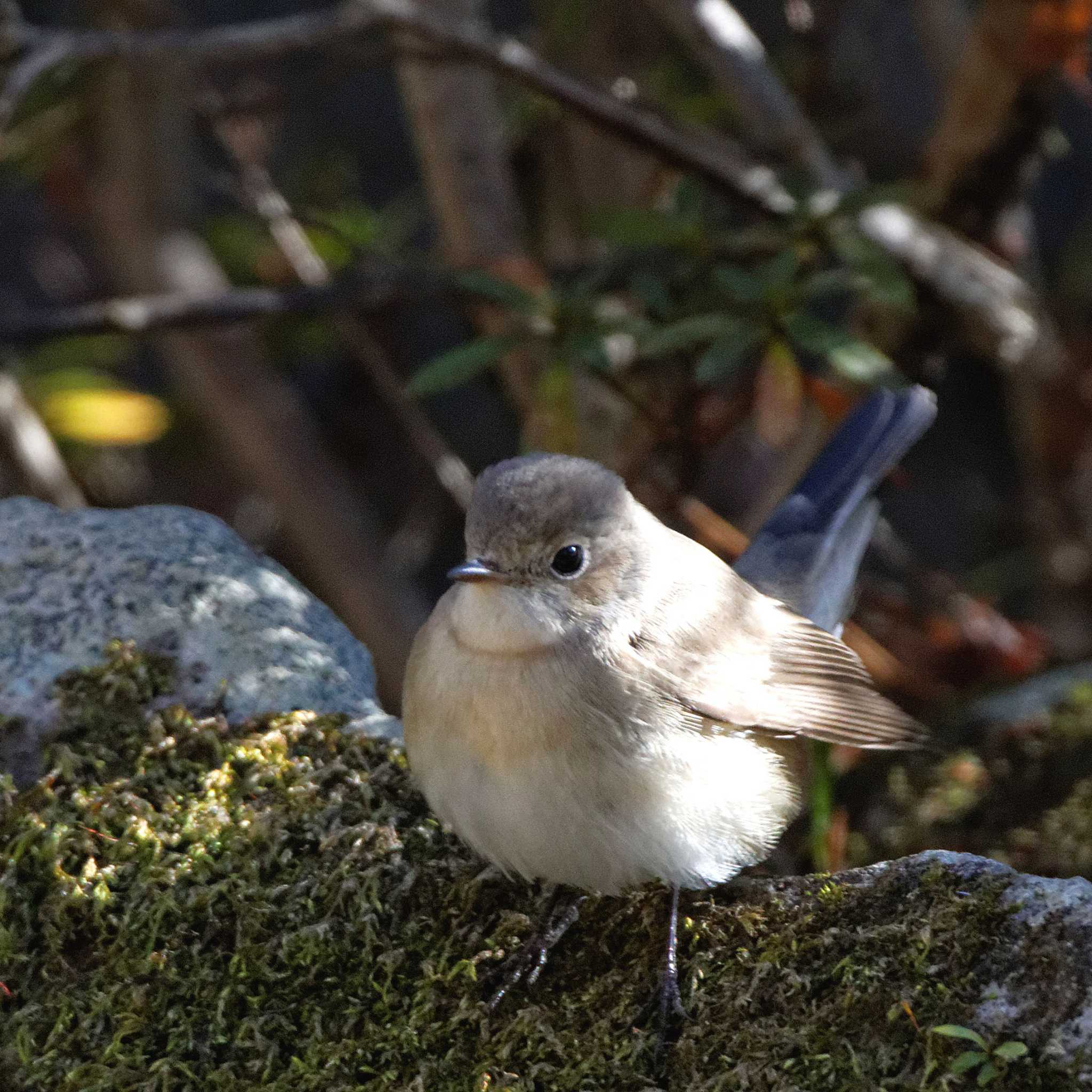 Photo of Red-breasted Flycatcher at 岐阜公園 by herald