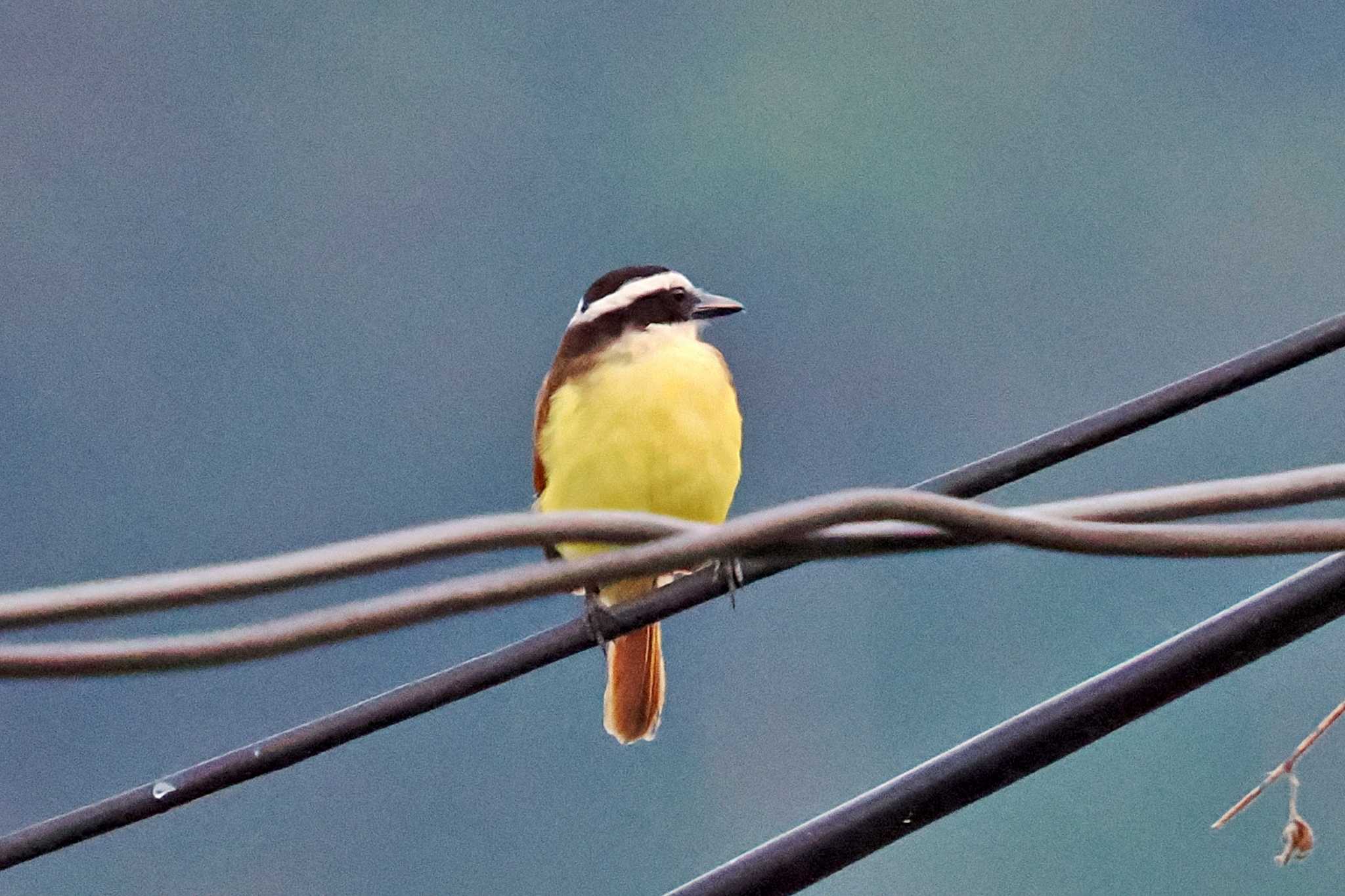 Photo of Great Kiskadee at コロンビア by 藤原奏冥