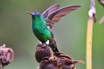 Indigo-capped Hummingbird