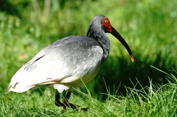 Crested Ibis 佐渡 Sat, 4/29/2023