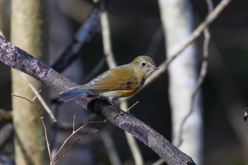 Red-flanked Bluetail Hayatogawa Forest Road Sat, 12/16/2023