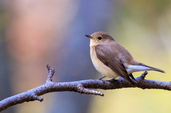 ニシオジロビタキ 金ヶ崎公園(明石市) 2023年11月25日(土)