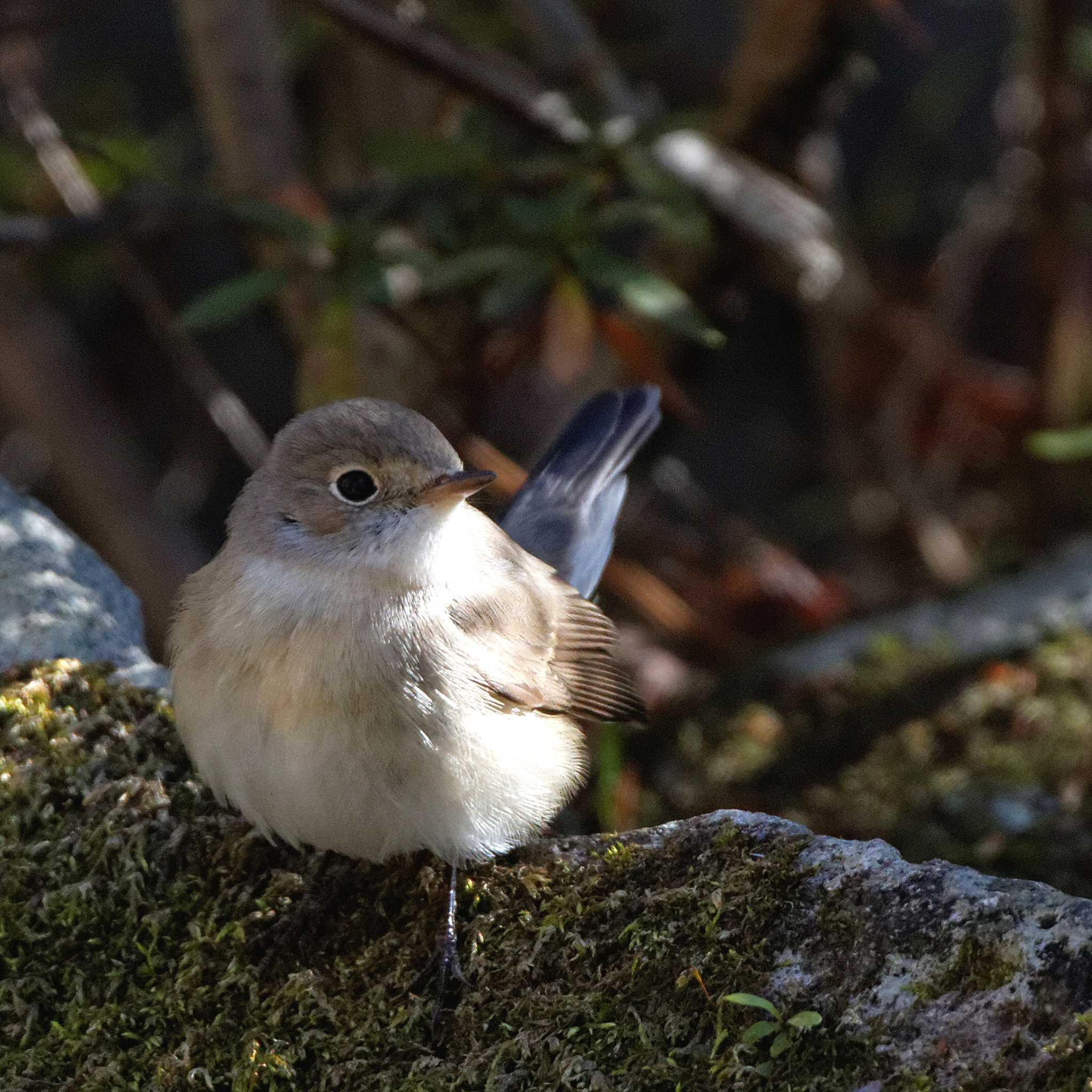 岐阜公園 ニシオジロビタキの写真 by herald