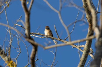 Bull-headed Shrike Unknown Spots Mon, 12/18/2023