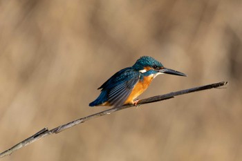 Common Kingfisher Unknown Spots Mon, 12/18/2023