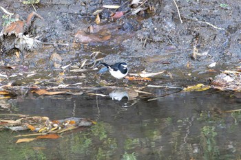 Japanese Wagtail Unknown Spots Mon, 12/18/2023