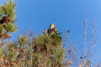 Eastern Buzzard Unknown Spots Mon, 12/18/2023