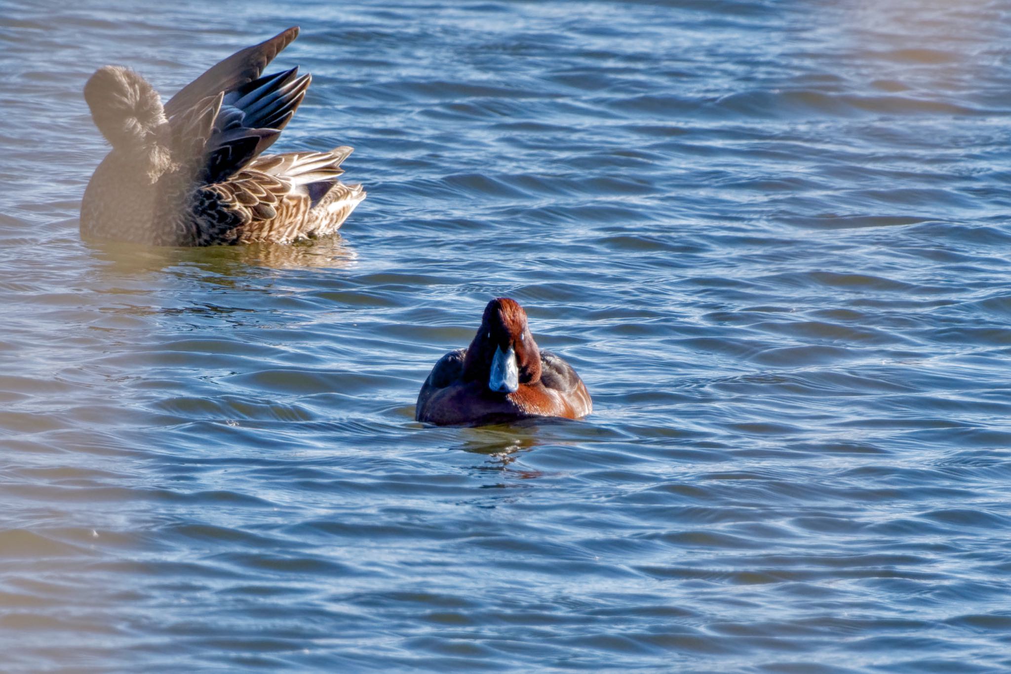 Ferruginous Duck