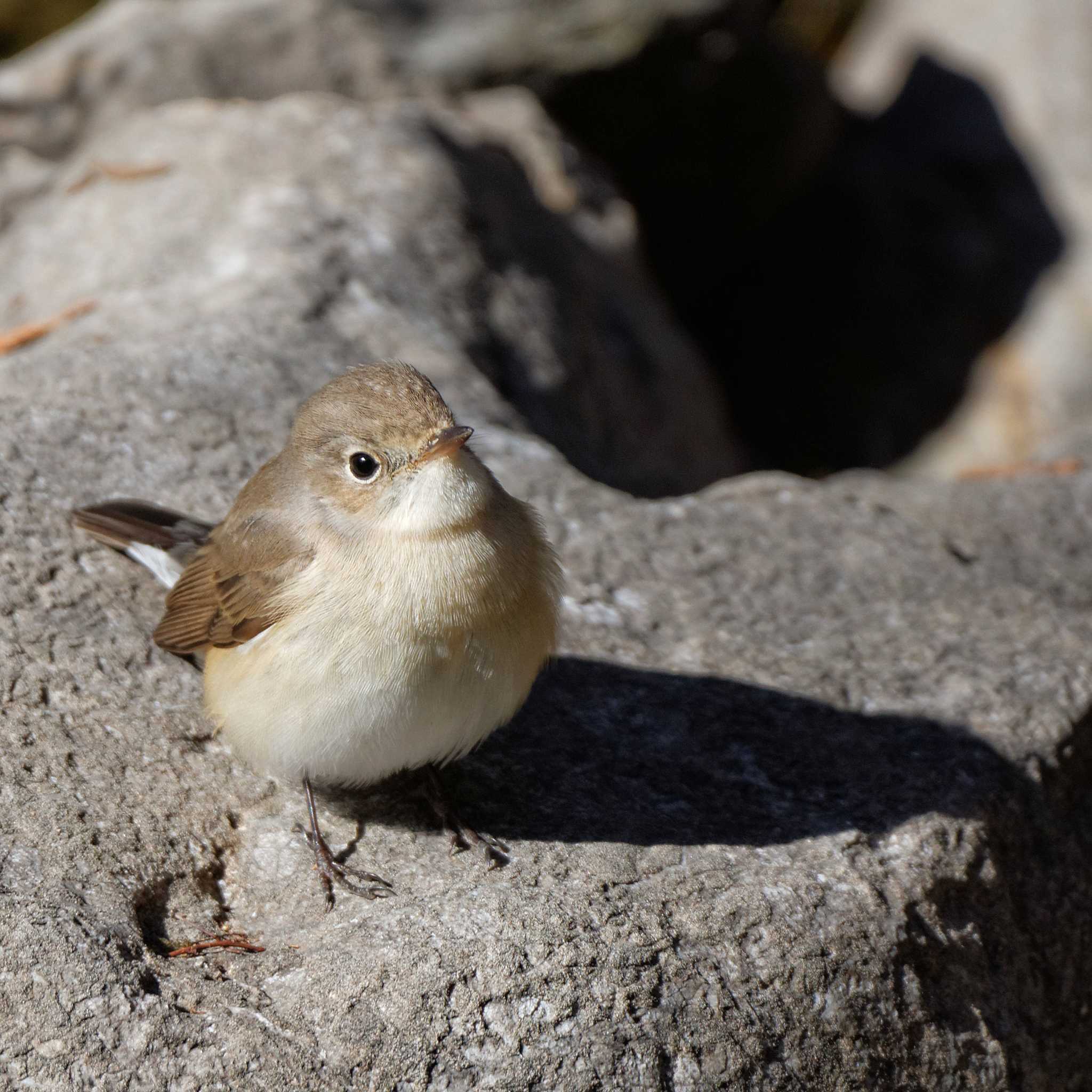 Photo of Red-breasted Flycatcher at 岐阜公園 by herald