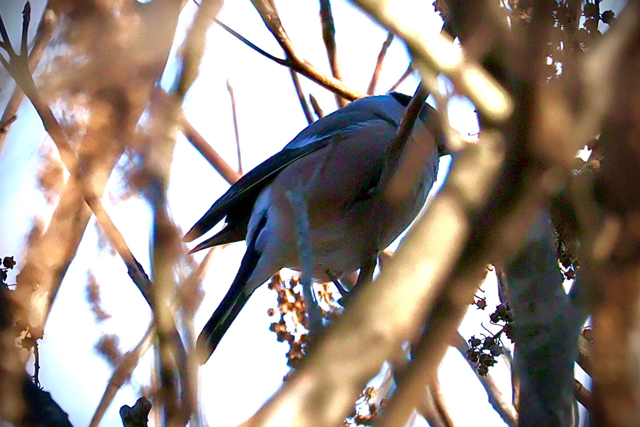 Eurasian Bullfinch(rosacea)