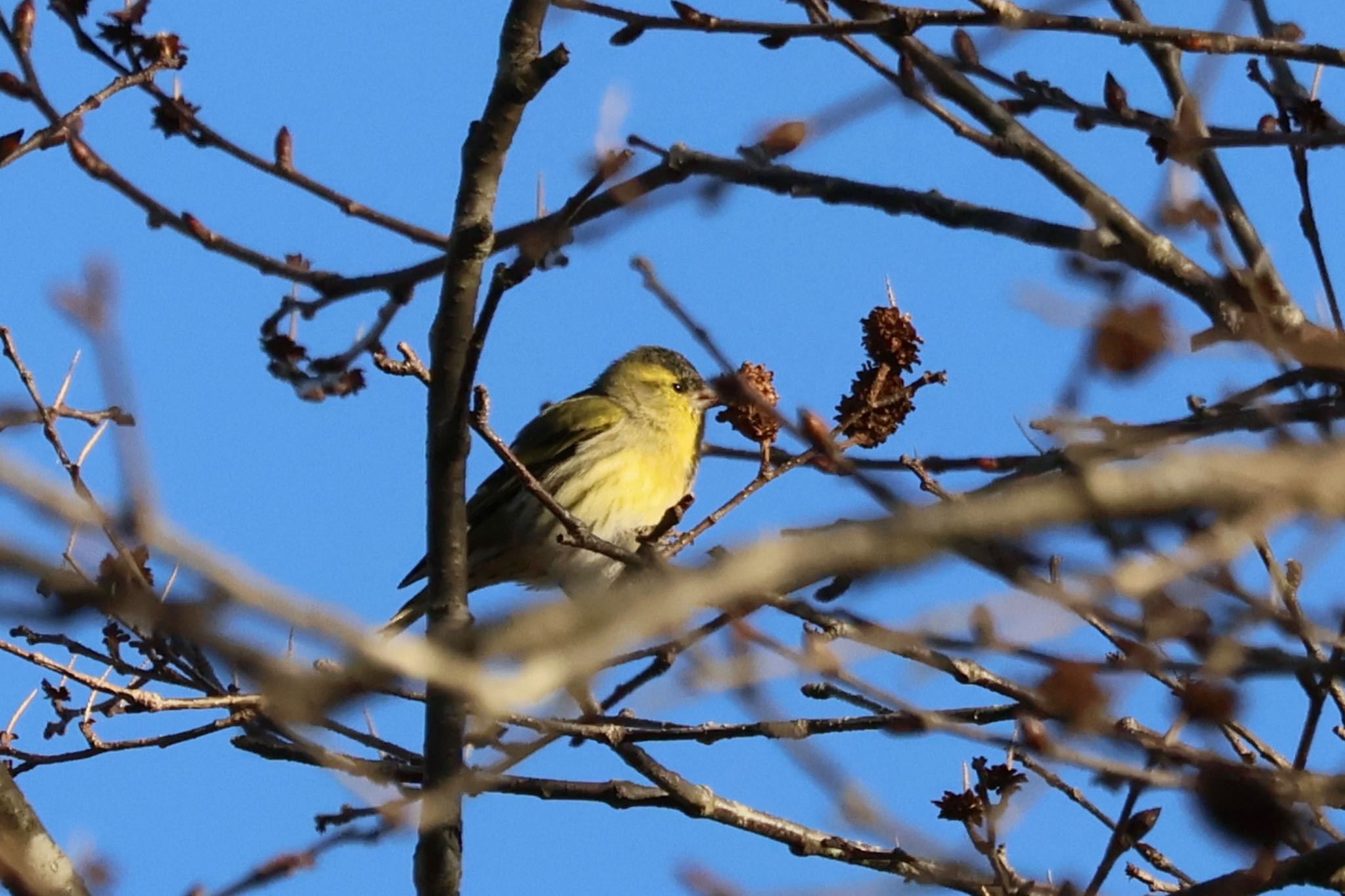 Eurasian Siskin