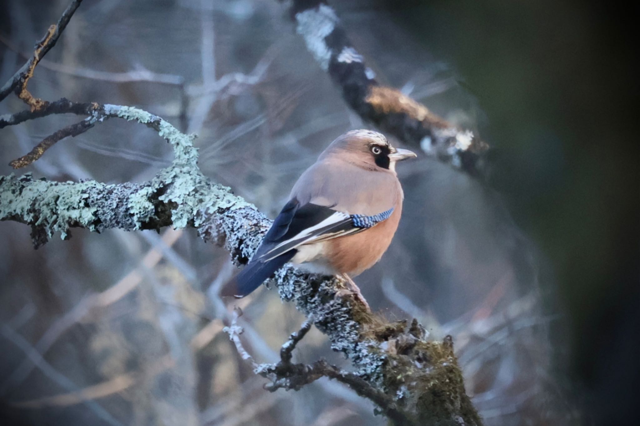 Eurasian Jay