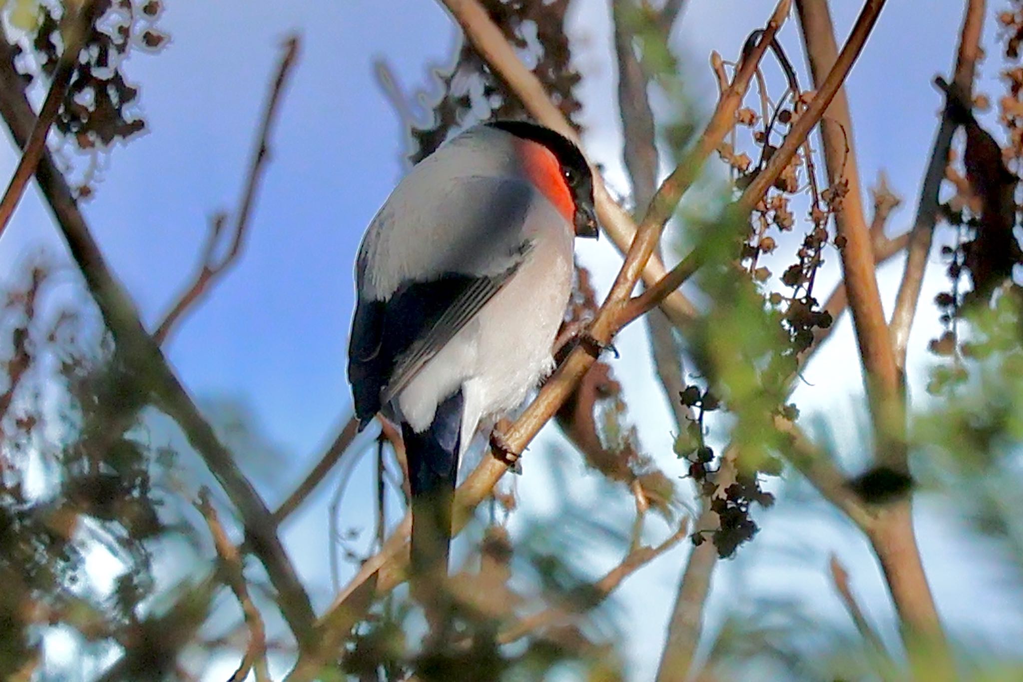 Eurasian Bullfinch