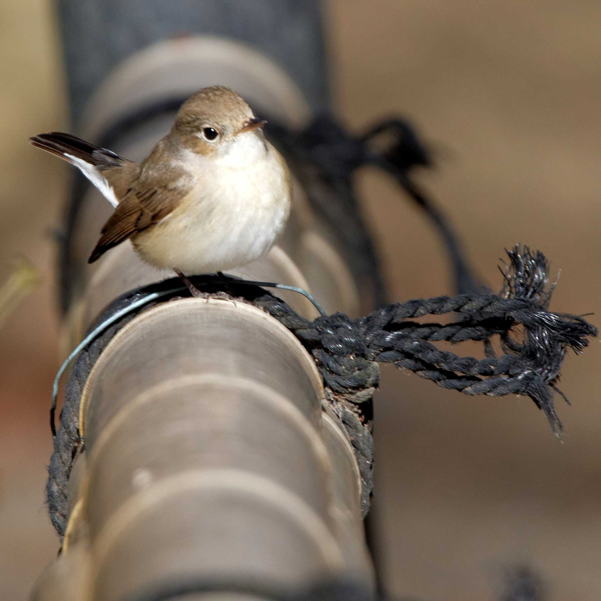 Photo of Red-breasted Flycatcher at 岐阜公園 by herald