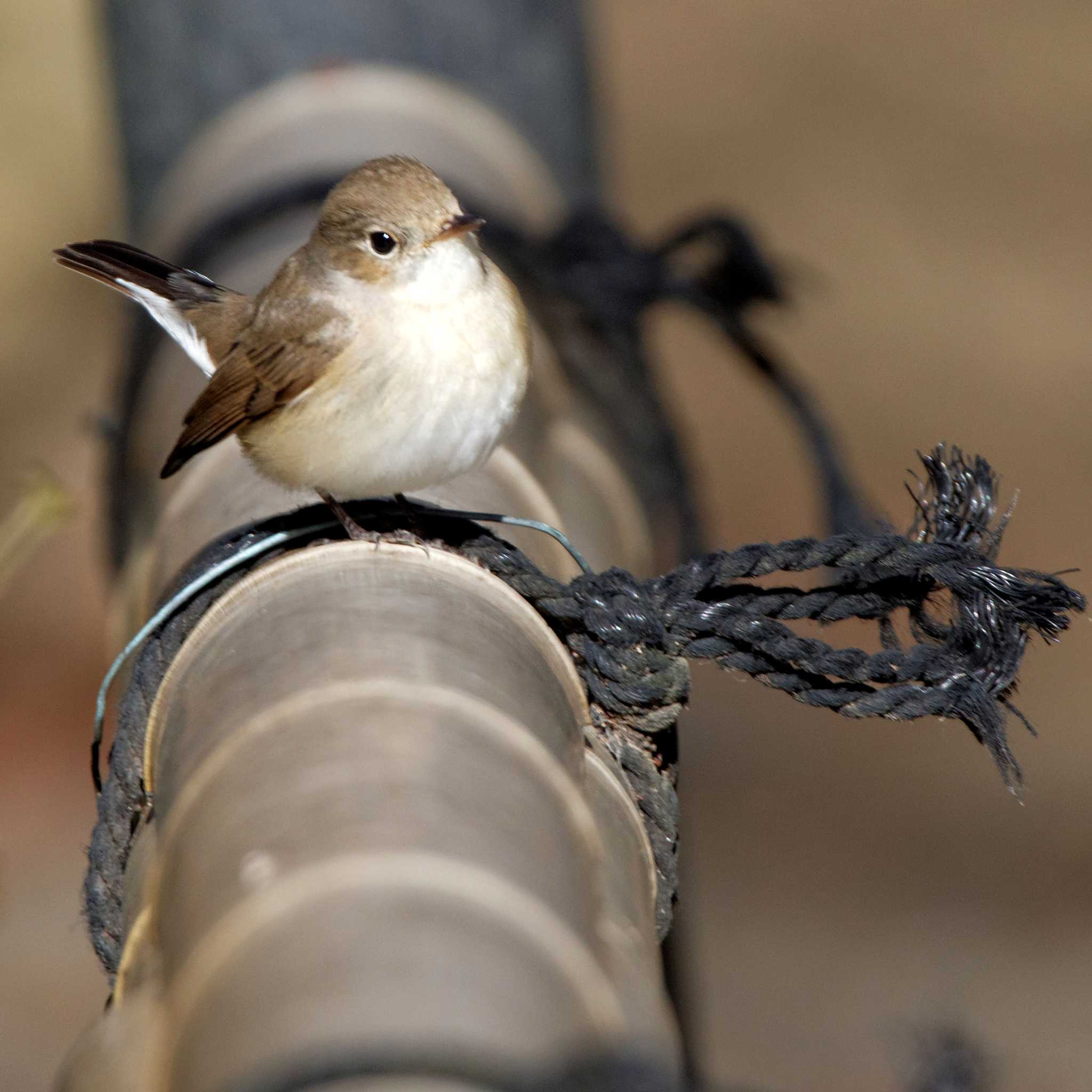 Red-breasted Flycatcher