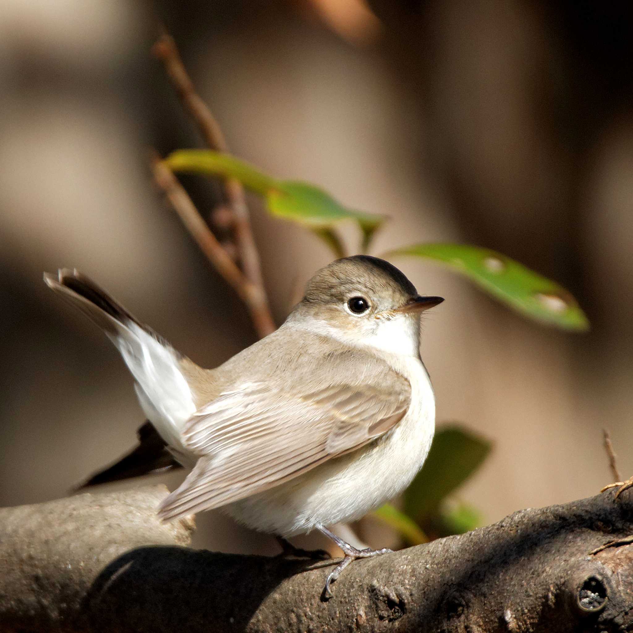 Red-breasted Flycatcher