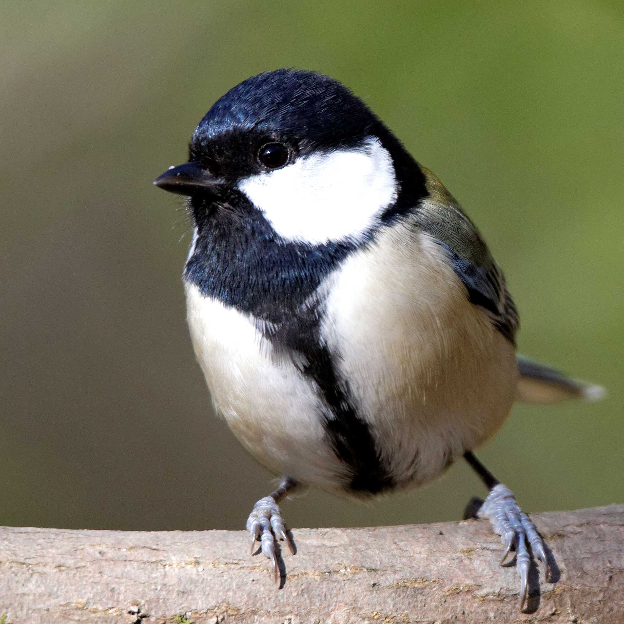 Japanese Tit