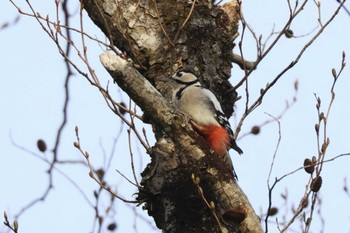 Great Spotted Woodpecker 兵庫県神戸市 Tue, 12/19/2023