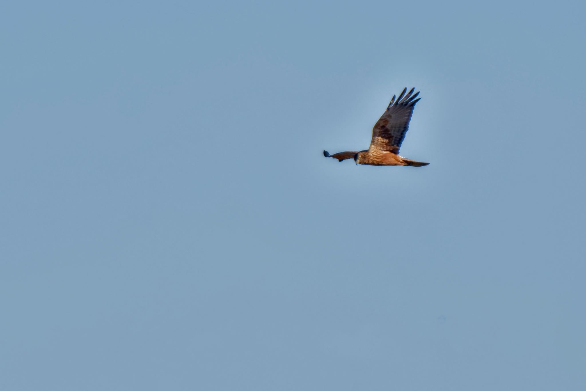 Eastern Marsh Harrier