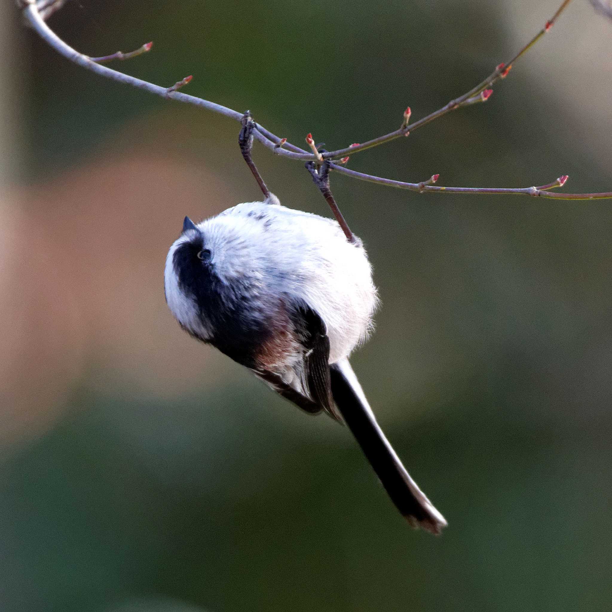 Long-tailed Tit