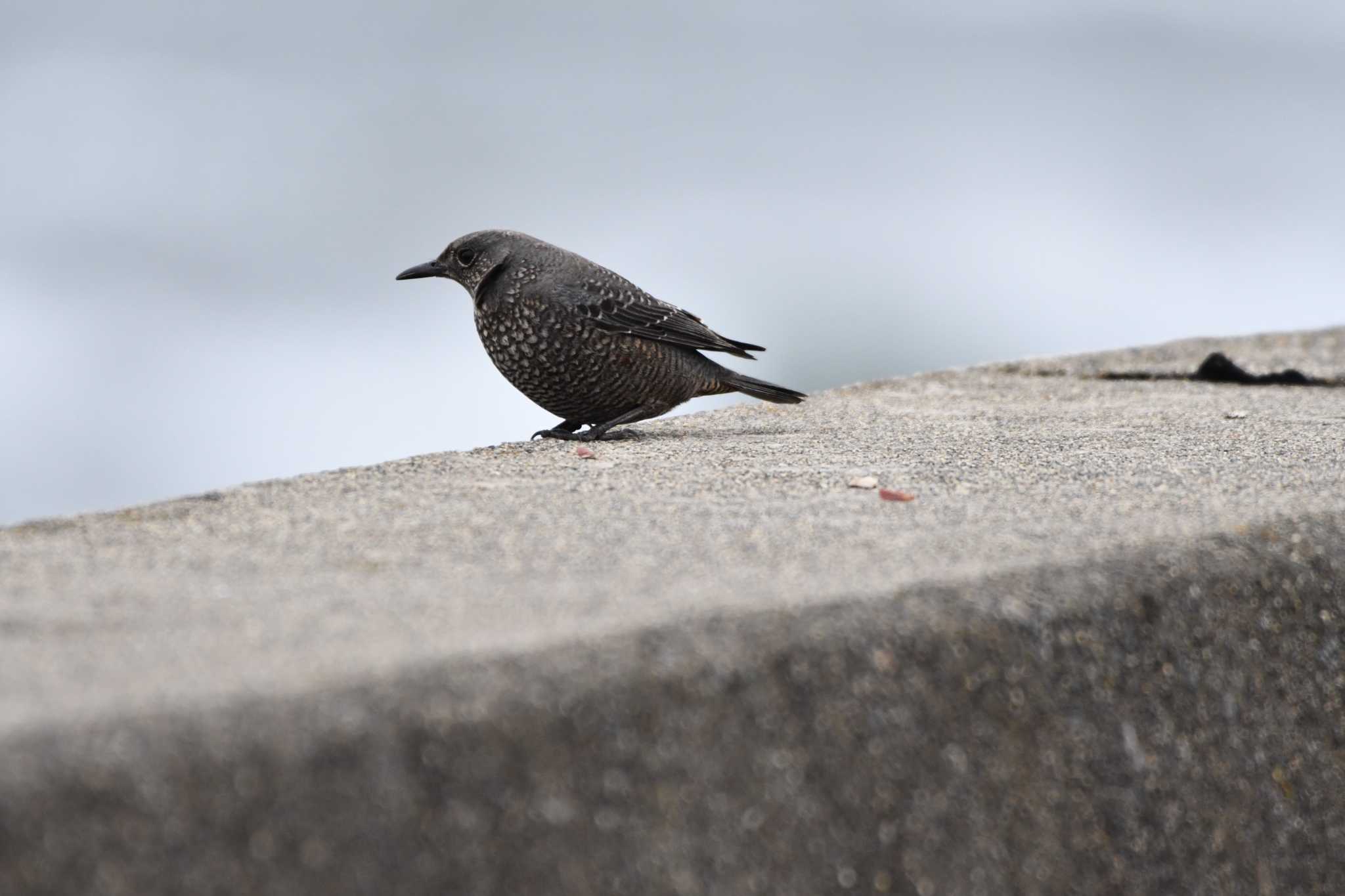 Blue Rock Thrush