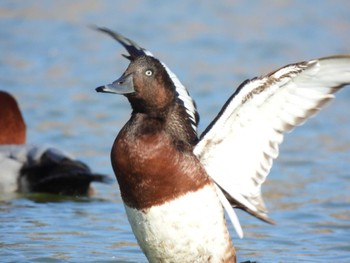 Baer's Pochard 大阪府 Sun, 12/18/2022