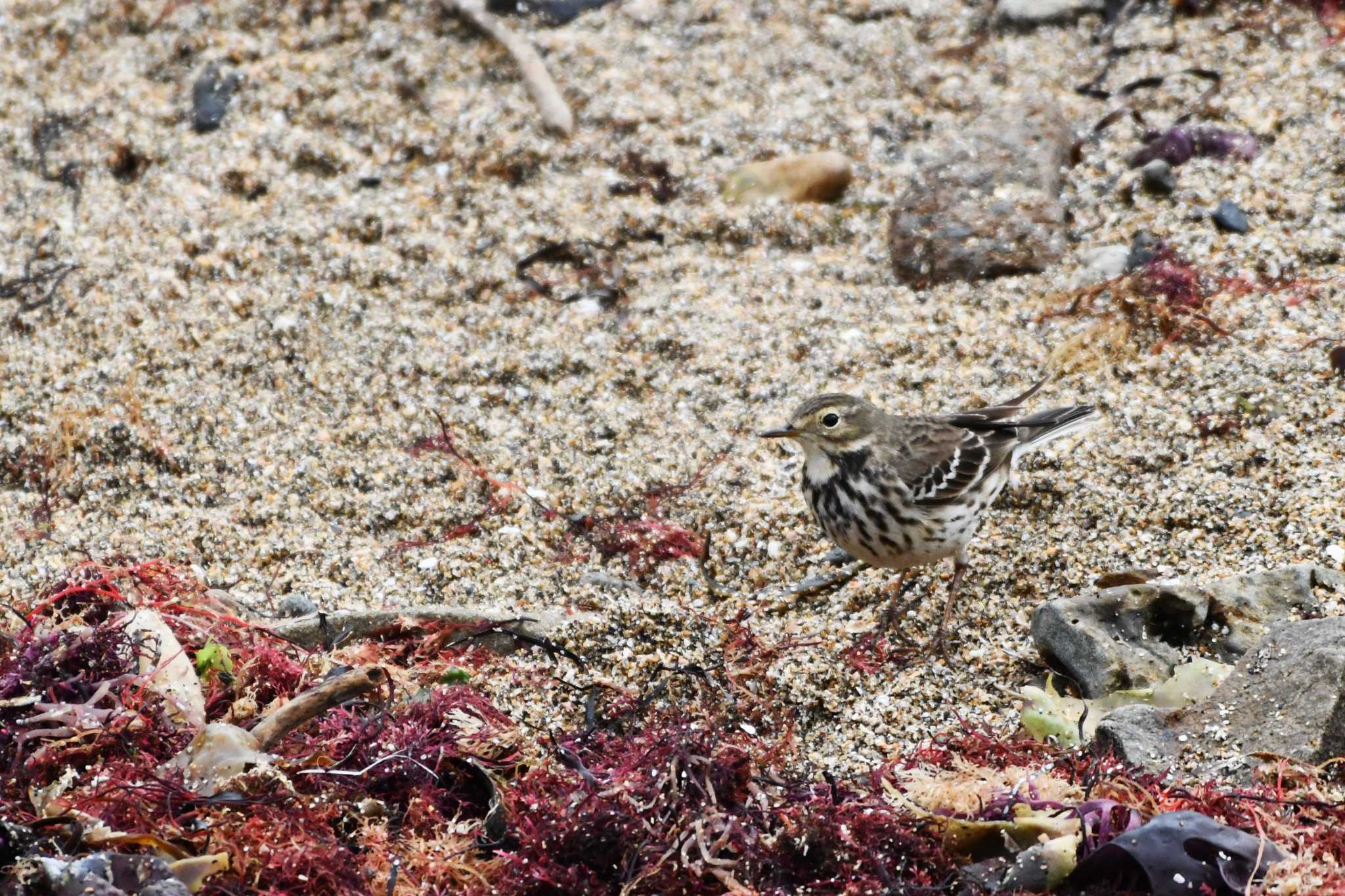 Photo of Water Pipit at 平磯海岸 by geto