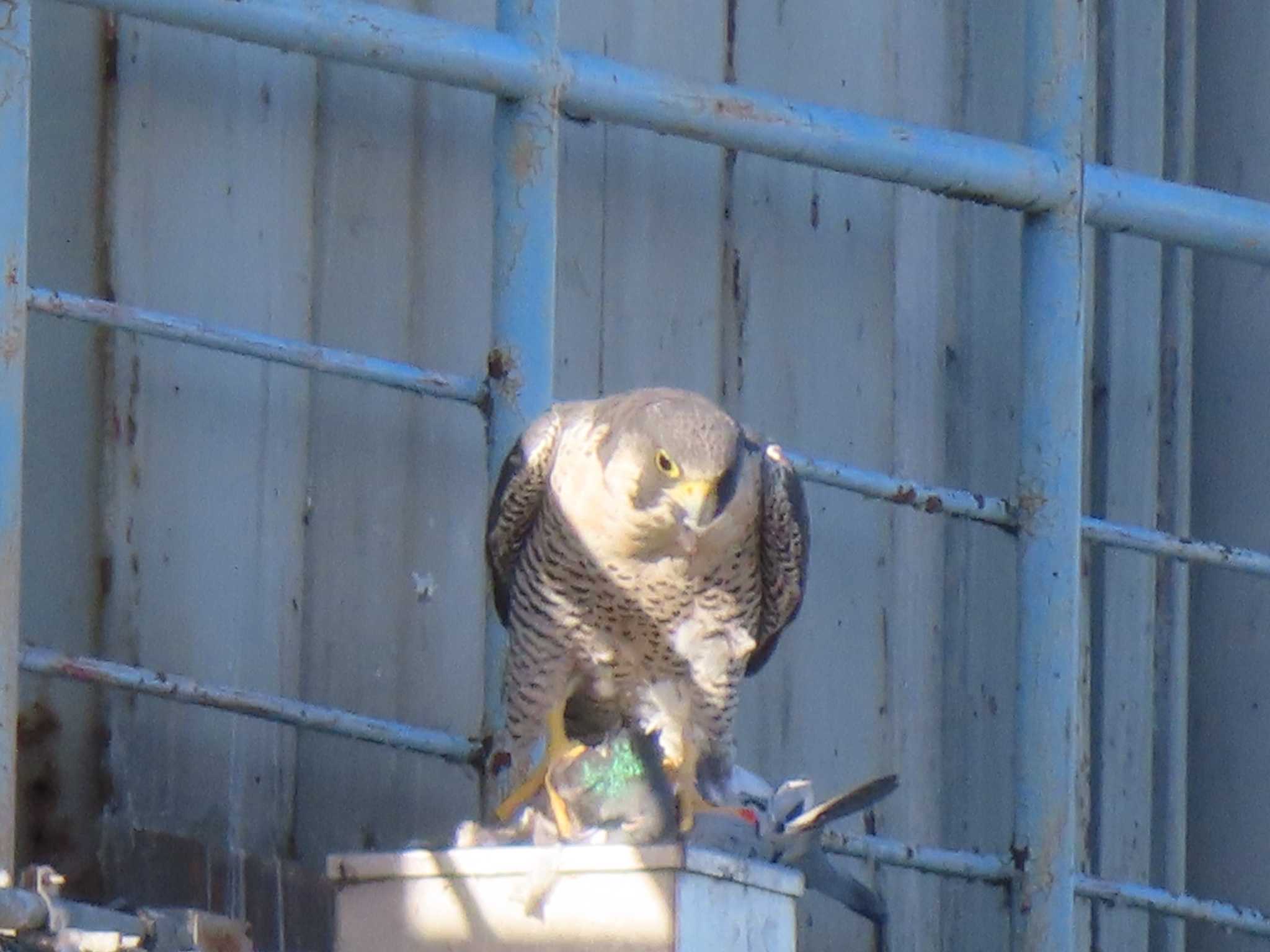 Peregrine Falcon