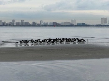 2023年12月19日(火) ふなばし三番瀬海浜公園の野鳥観察記録