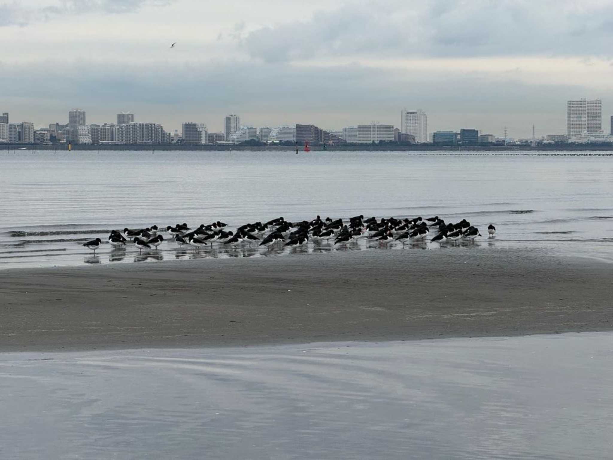 Photo of Eurasian Oystercatcher at Sambanze Tideland by Dp KAKi