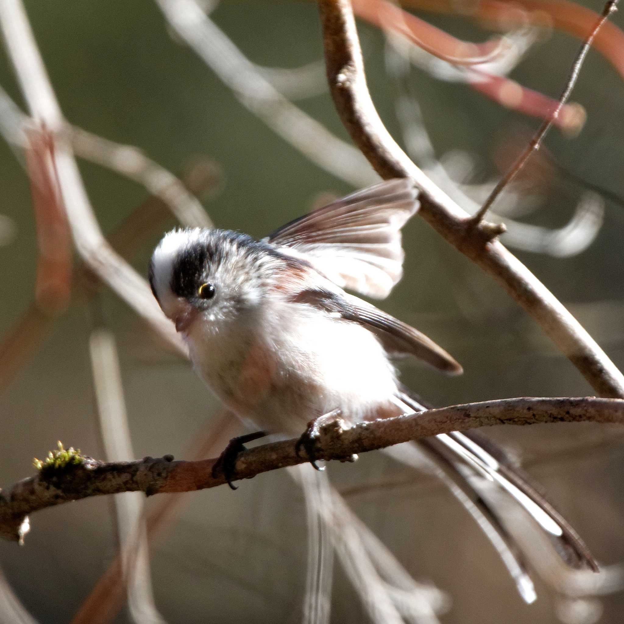 Long-tailed Tit