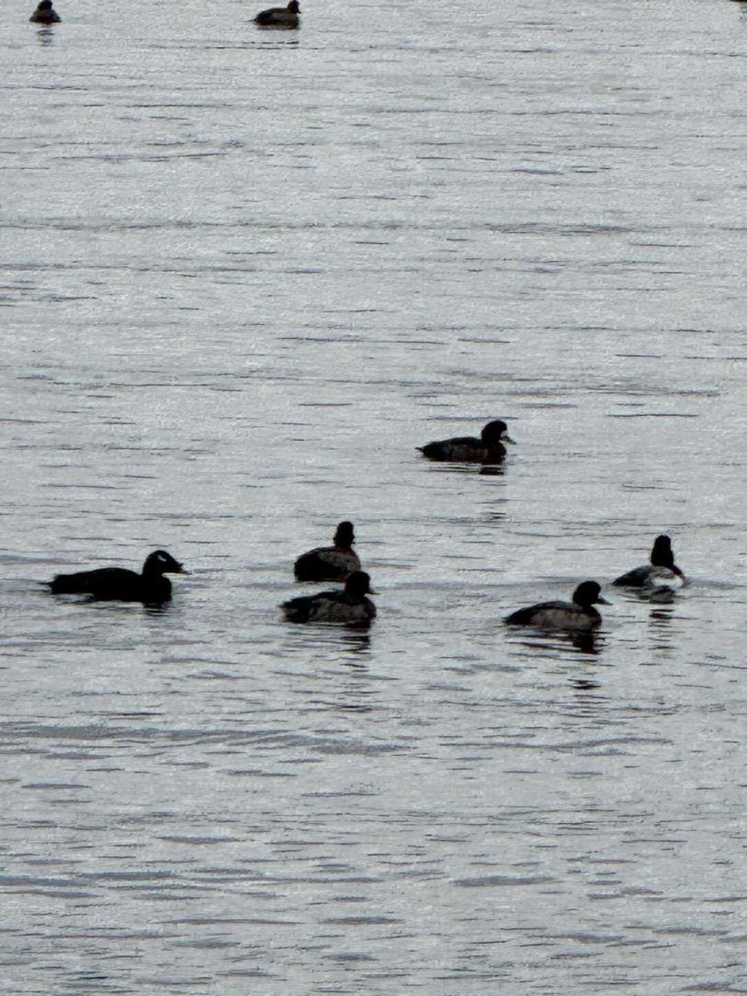 Photo of White-winged Scoter at Sambanze Tideland by Dp KAKi