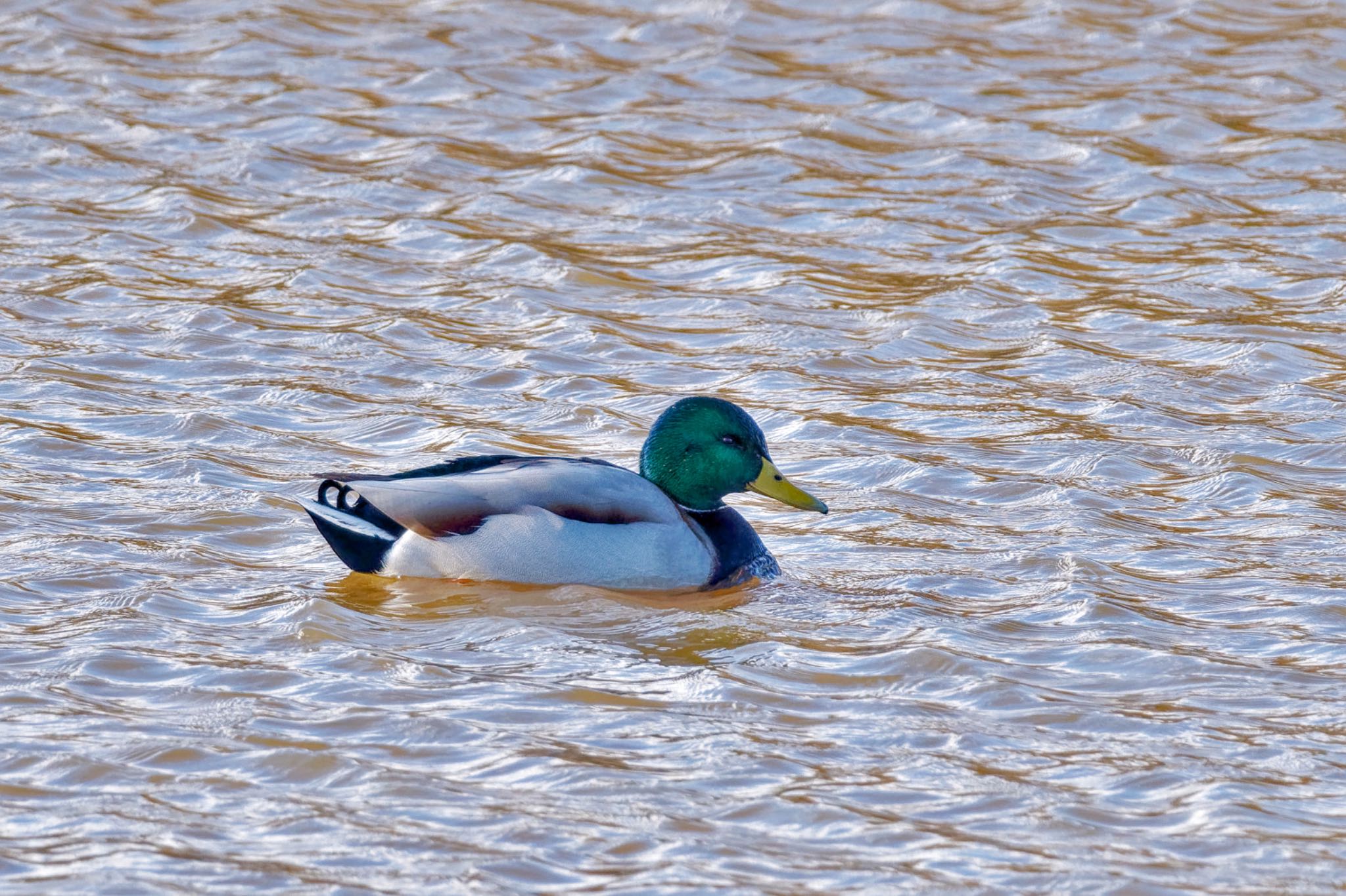 Mallard