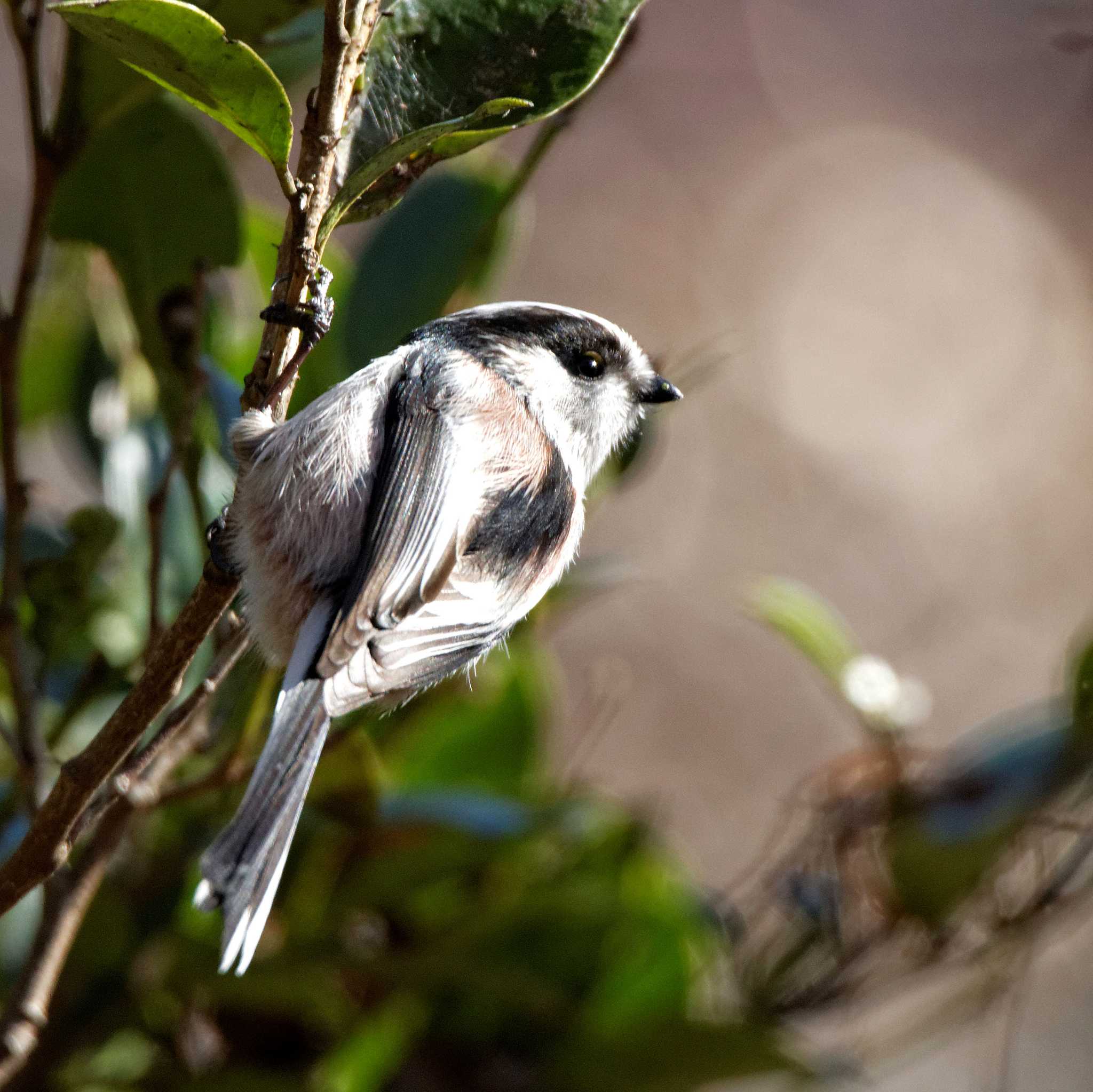 Long-tailed Tit