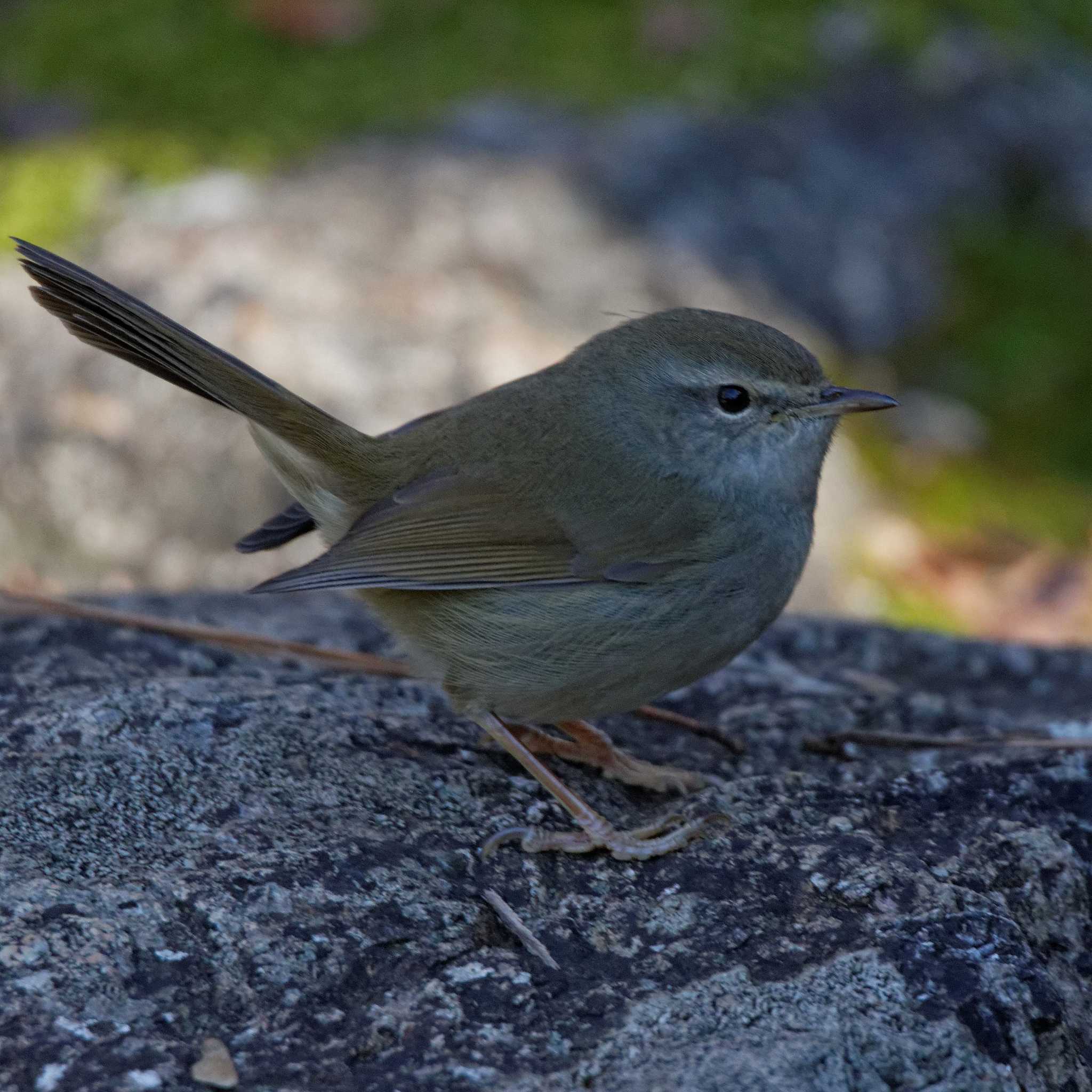 Japanese Bush Warbler