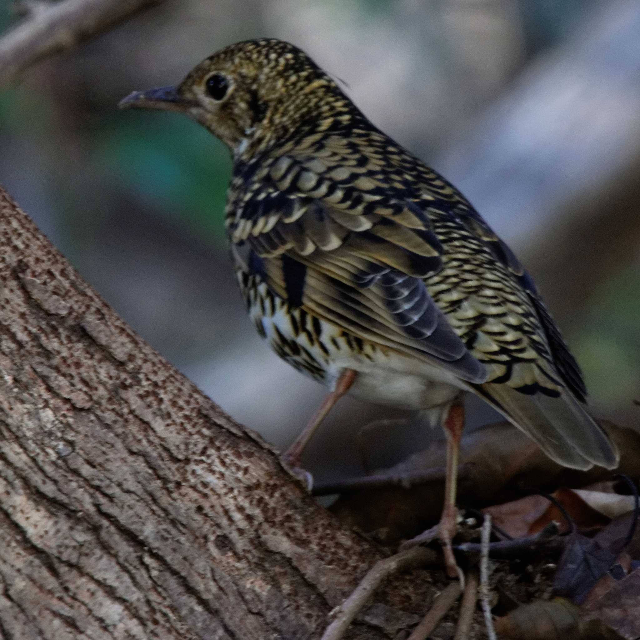 Photo of White's Thrush at 岐阜公園 by herald