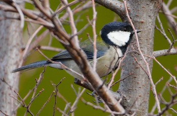 2023年12月19日(火) 万代池の野鳥観察記録