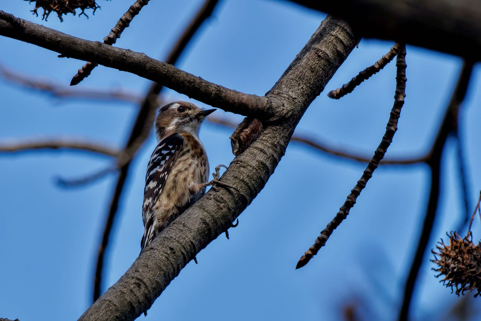 Japanese Pygmy Woodpecker