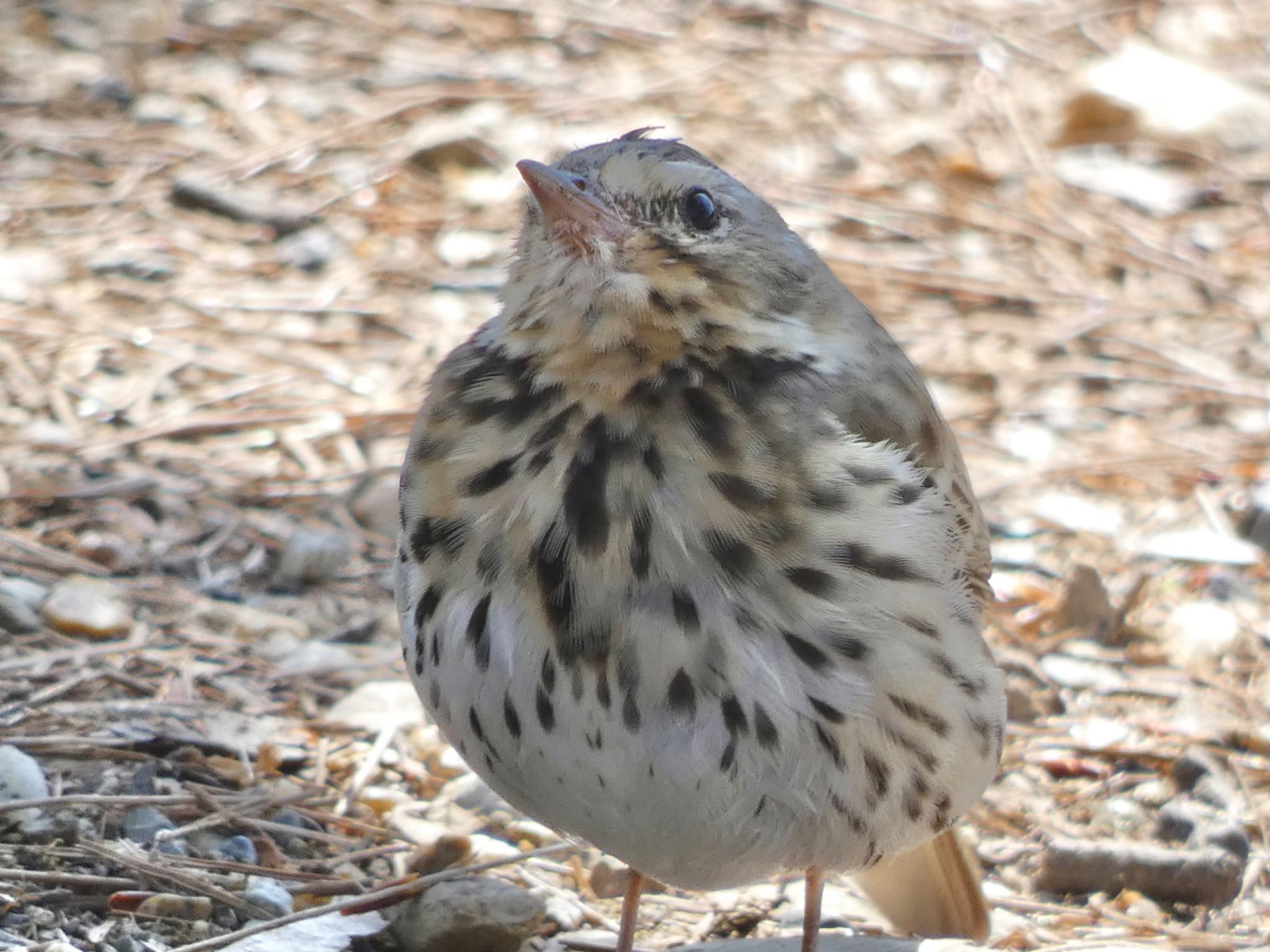 Olive-backed Pipit